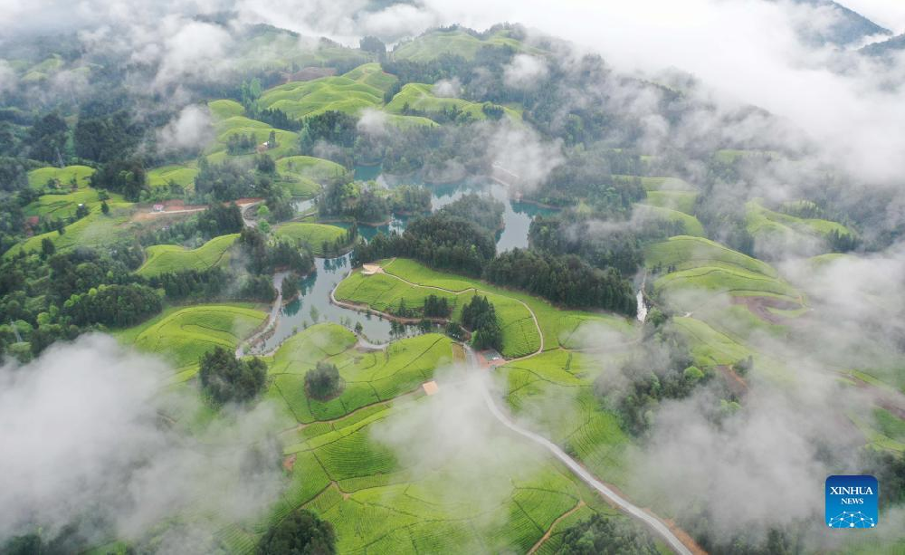 The Beautiful Tea Garden of Spring in China