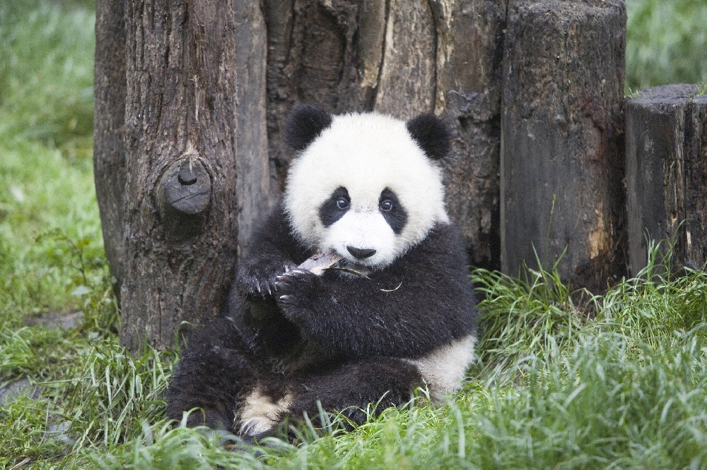 Sichuan Giant Panda Sanctuaries