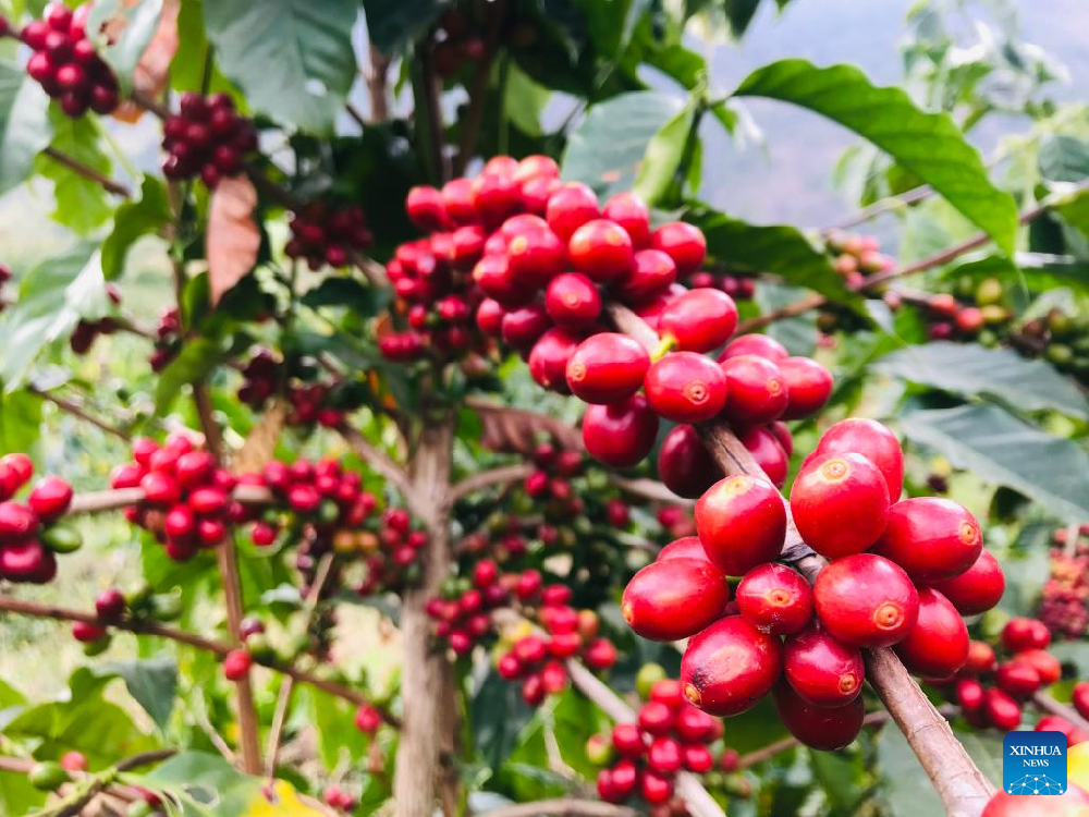 Across China: Nurturing the specialty coffee business in Yunnan