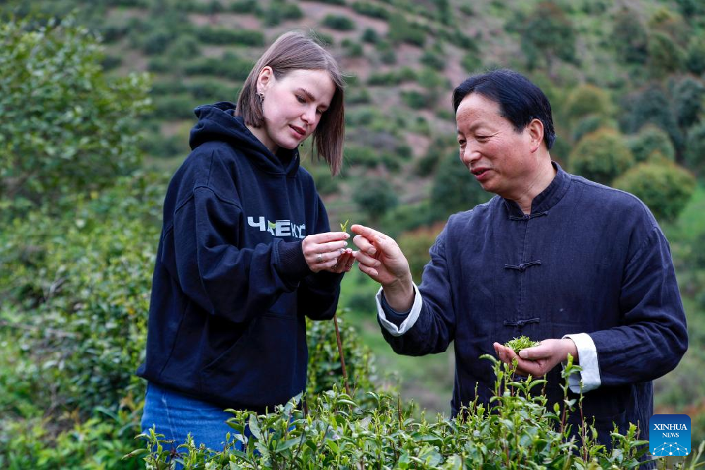 Across China: Russian merchant's tea journey to origin of world-renowned black tea
