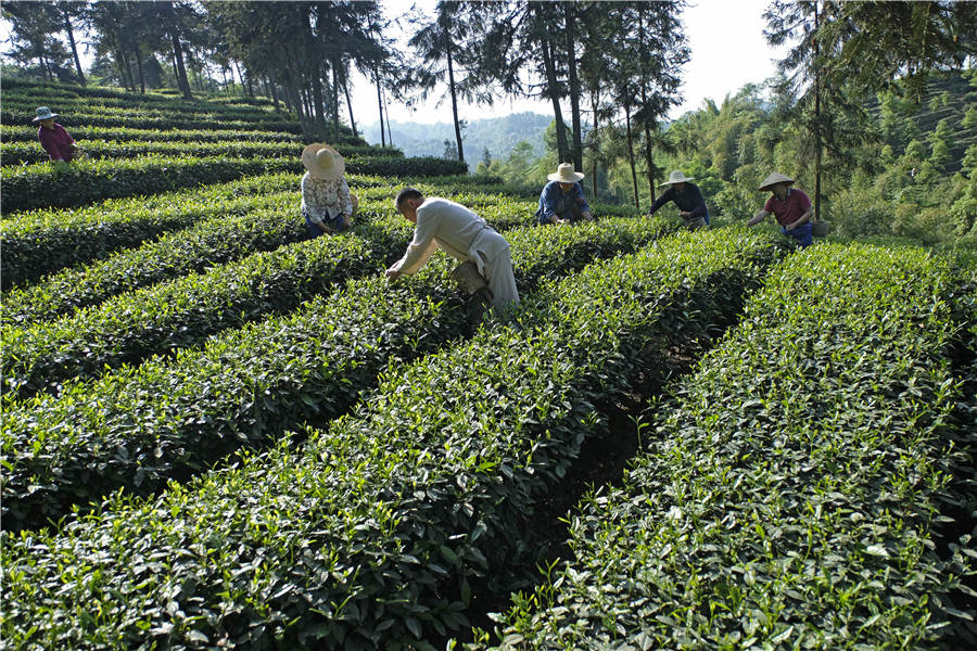 Spotlight on Sichuan as center of tea-making heritage