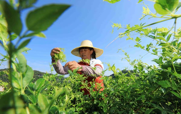 Village prospers through vine tea cultivation