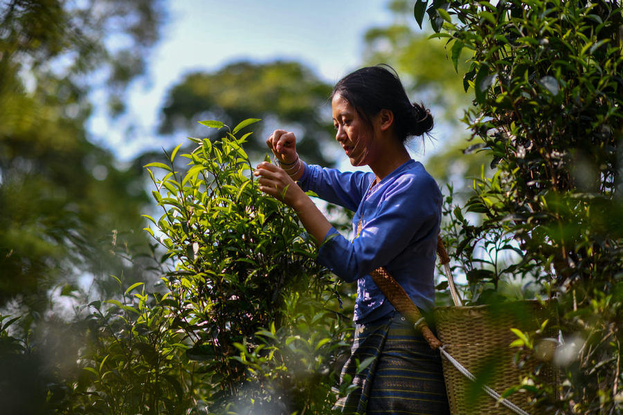 Traditional tea planting mirrors human-nature harmony