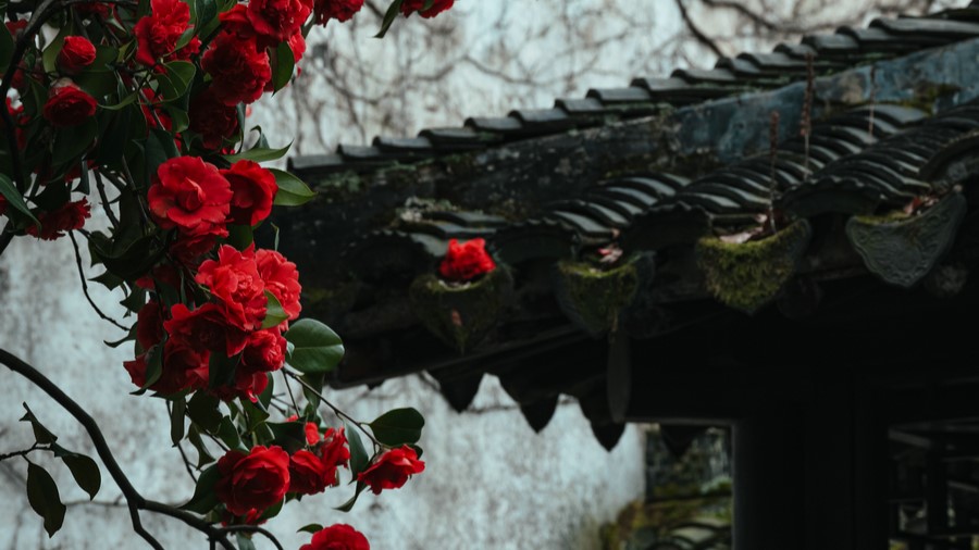 Award-winning photos capture Suzhou gardens
