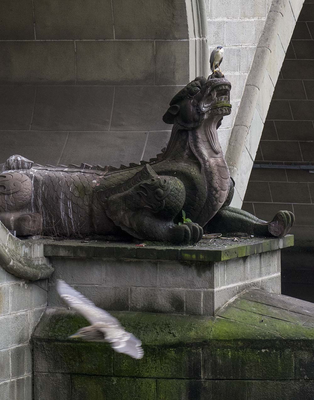 1716190298100597.jpg 3-安顺廊桥 白鹭与镇水兽.jpg